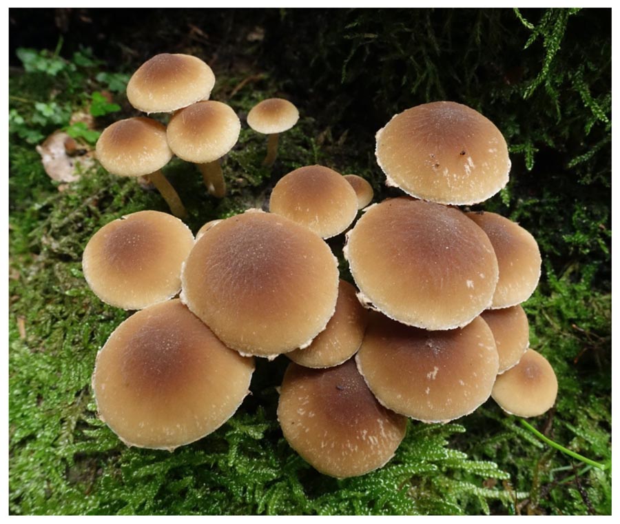 Psathyrella piluliformis