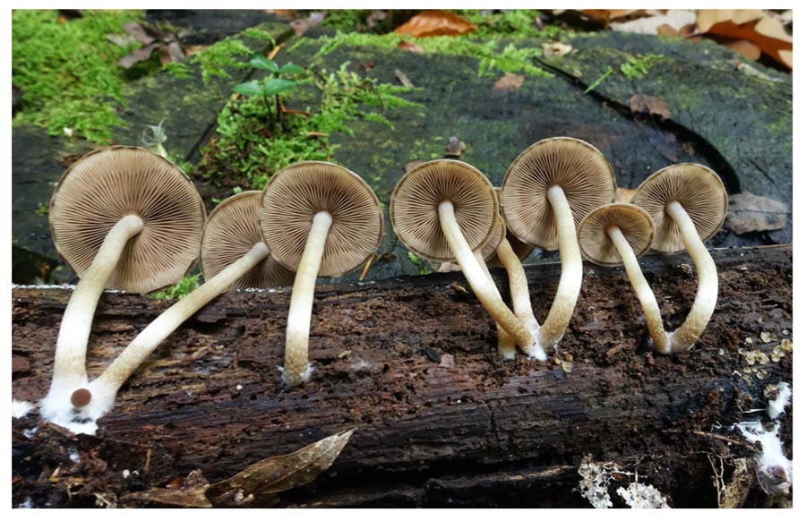 Psathyrella piluliformis