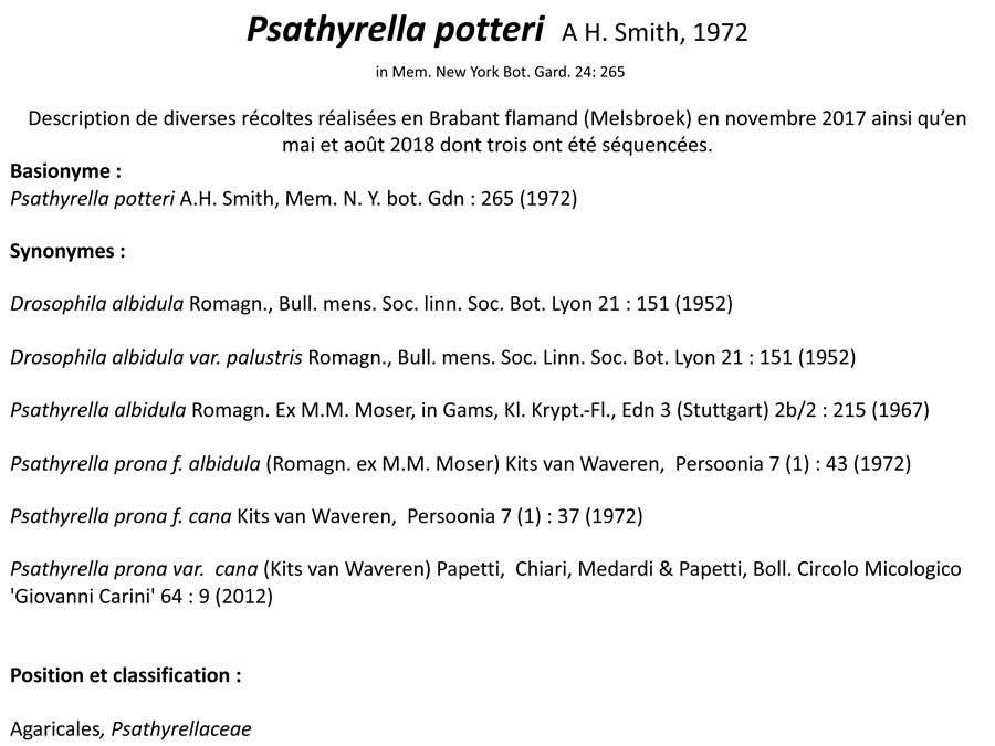  Psathyrella potteri