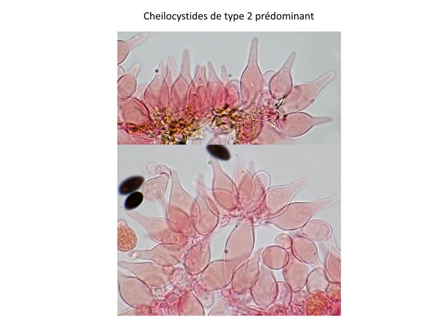  Psathyrella potteri