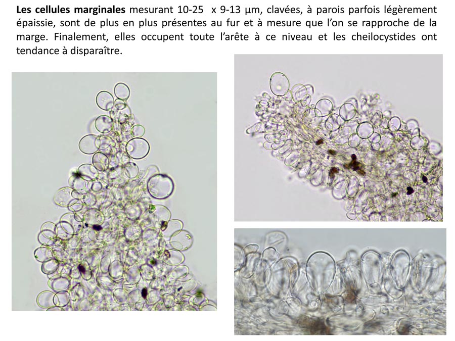  Psathyrella potteri