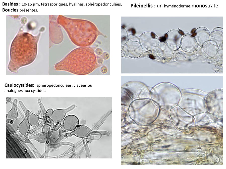   Psathyrella potteri