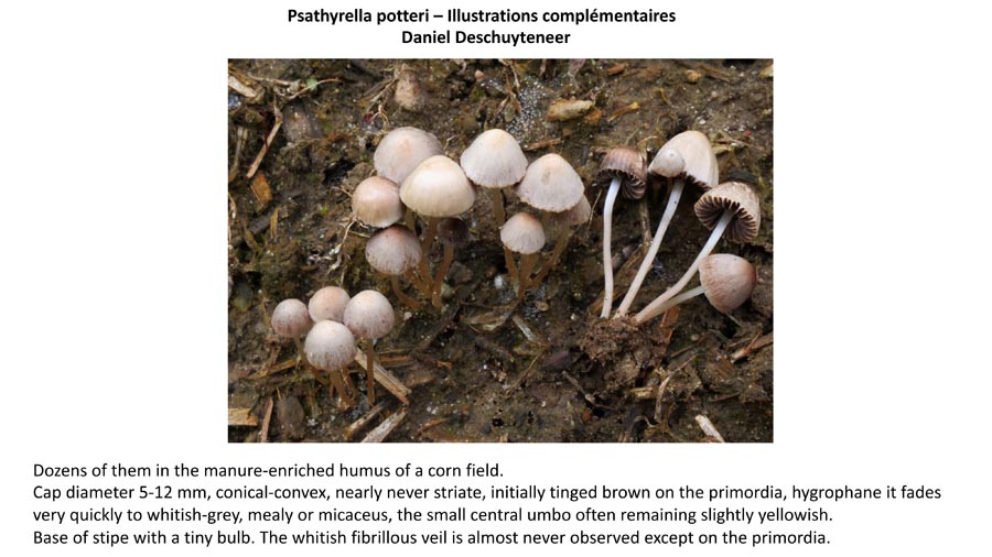 Psathyrella potteri