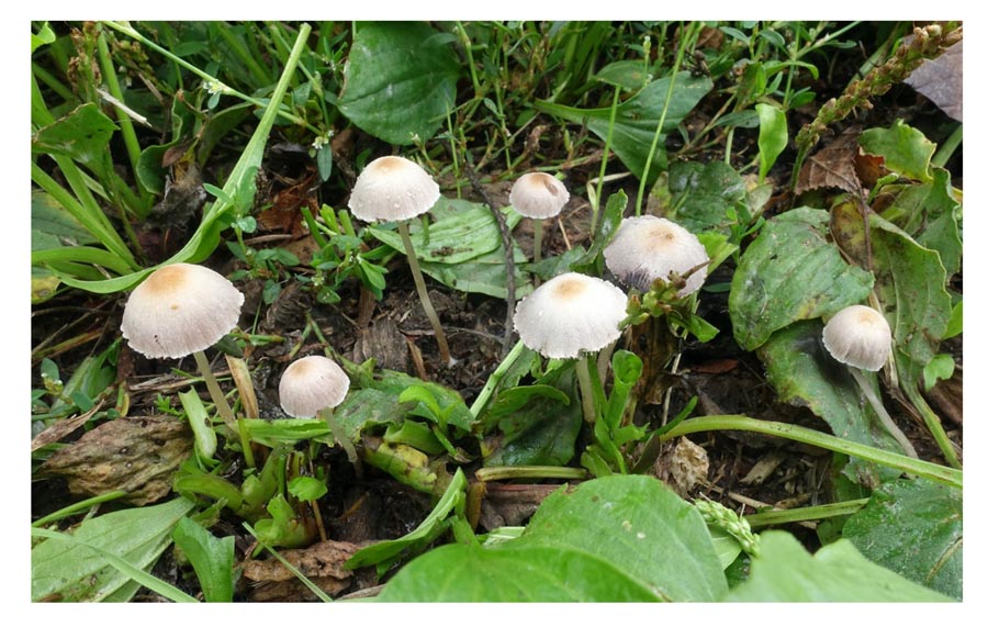  Psathyrella potteri