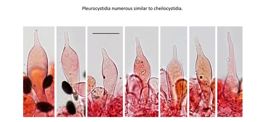 Psathyrella potteri