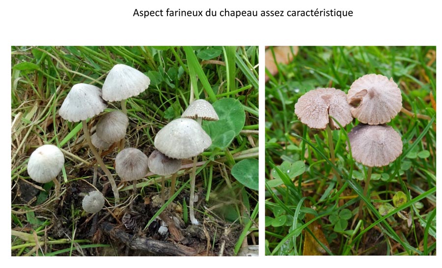  Psathyrella potteri