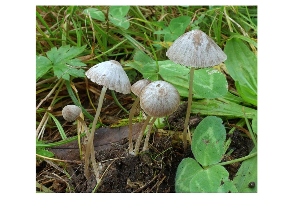  Psathyrella potteri