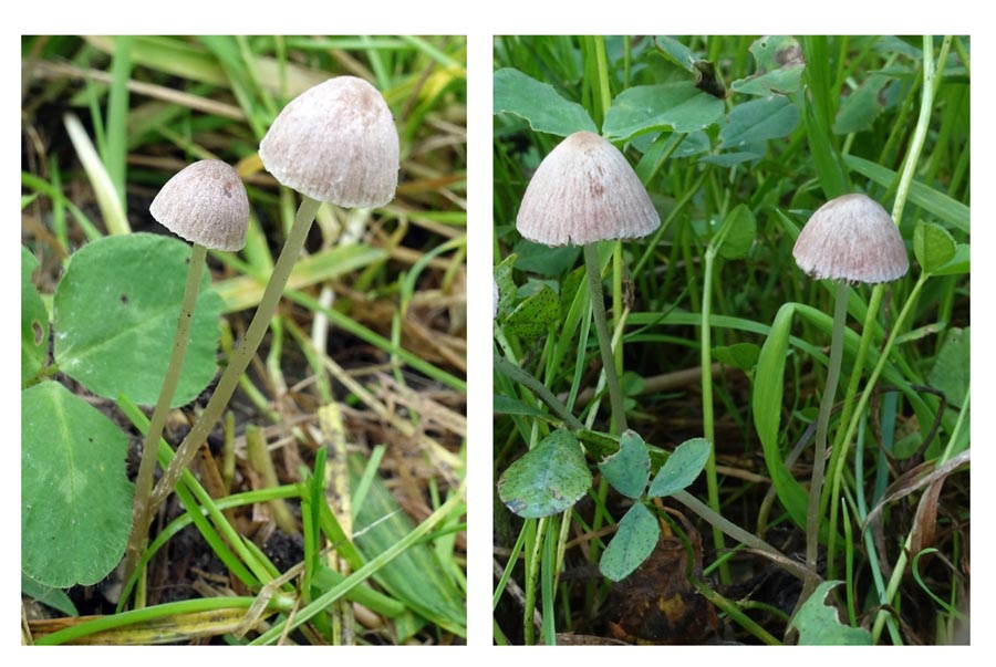  Psathyrella potteri