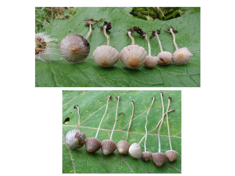  Psathyrella potteri