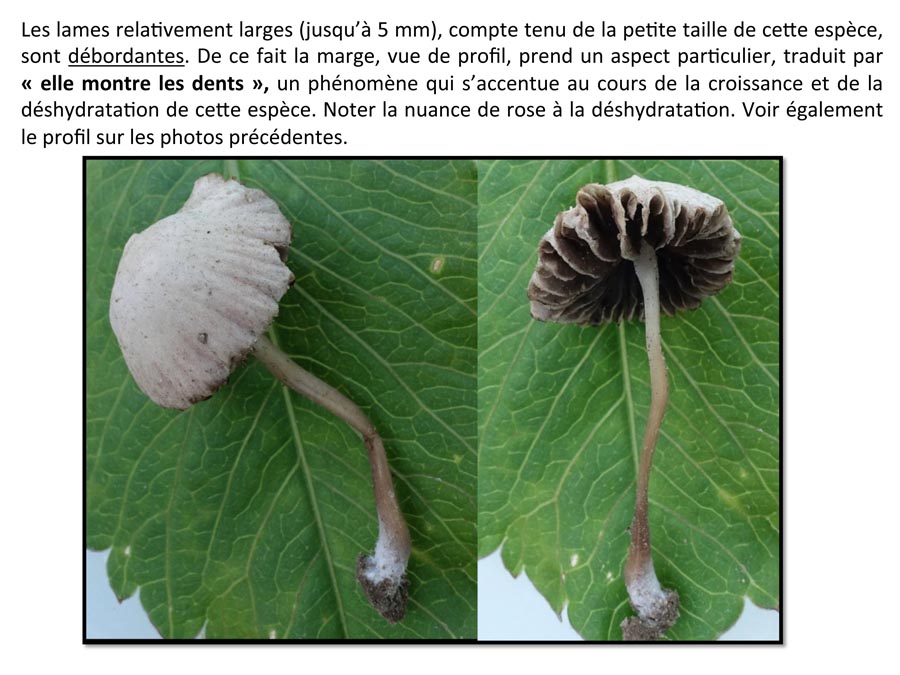 Psathyrella prona (D. Deschuyteneer)