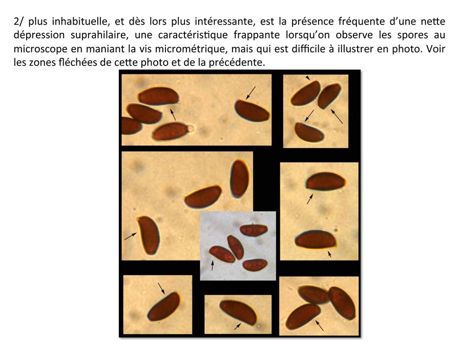 Psathyrella prona (D. Deschuyteneer)