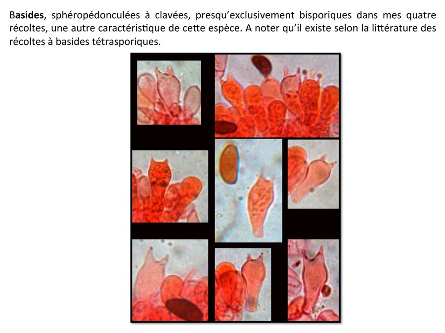 Psathyrella prona (D. Deschuyteneer)