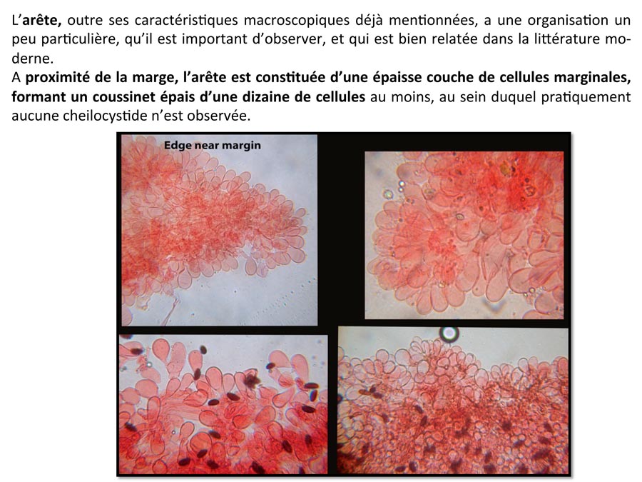 Psathyrella prona (D. Deschuyteneer)