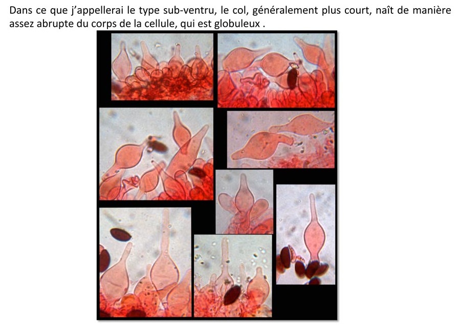 Psathyrella prona (D. Deschuyteneer)