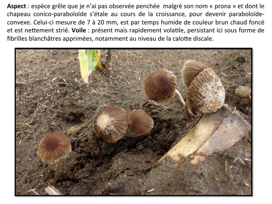 Psathyrella prona (D. Deschuyteneer)