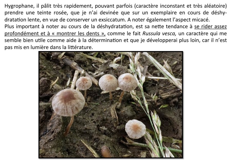 Psathyrella prona (D. Deschuyteneer)