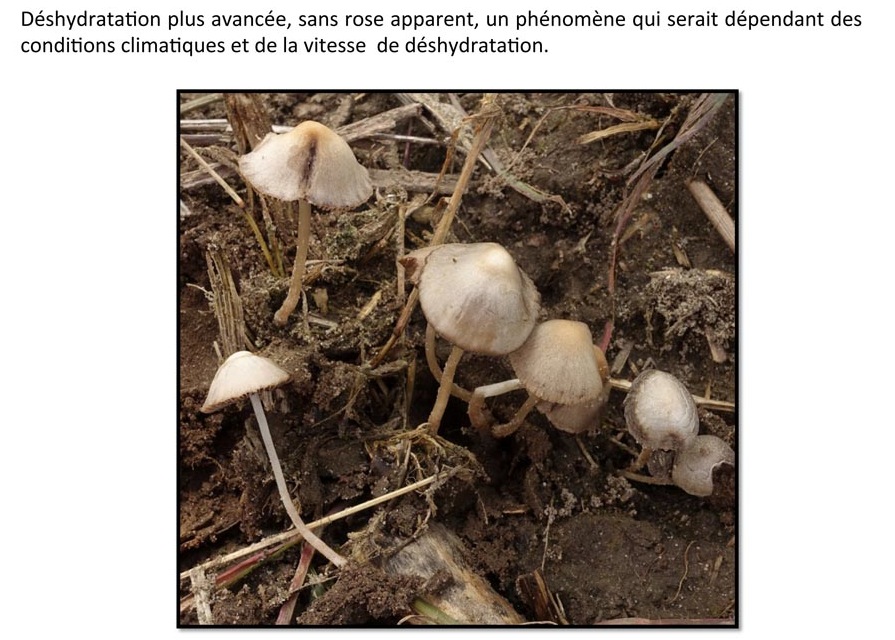 Psathyrella prona (D. Deschuyteneer)