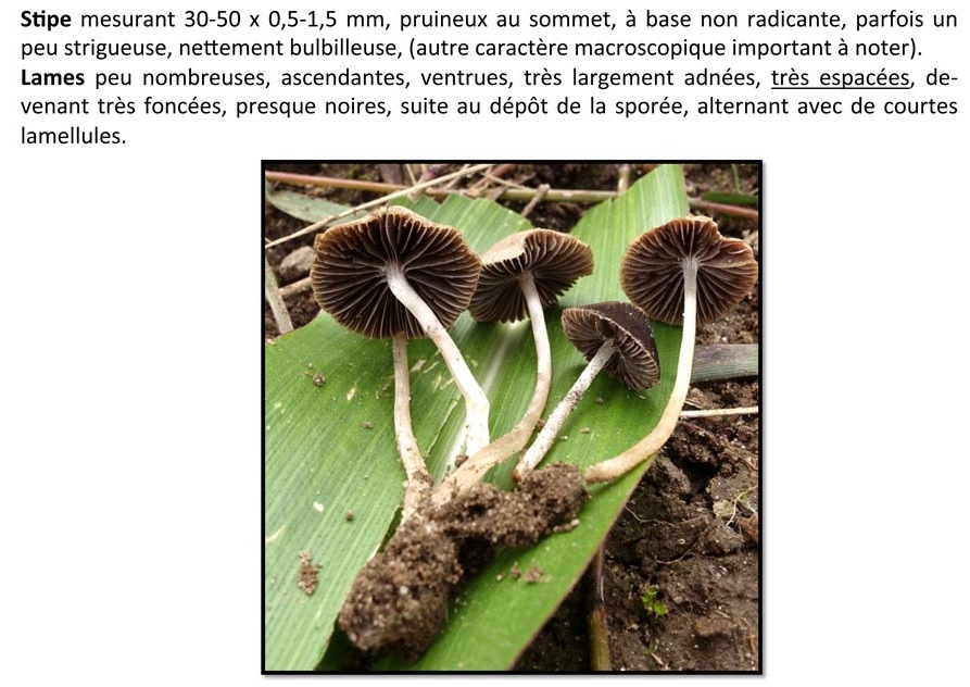 Psathyrella prona (D. Deschuyteneer)