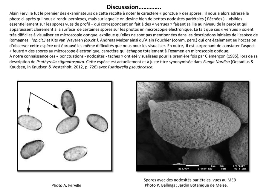 Psathyrella pseudocasca