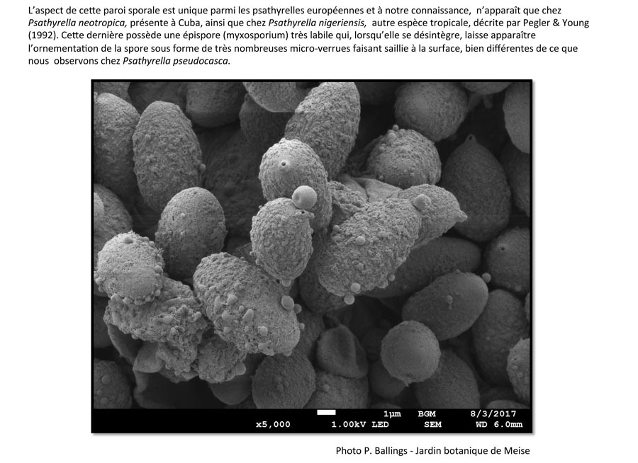 Psathyrella pseudocasca