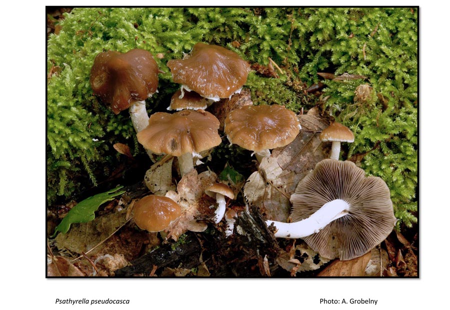 Psathyrella pseudocasca