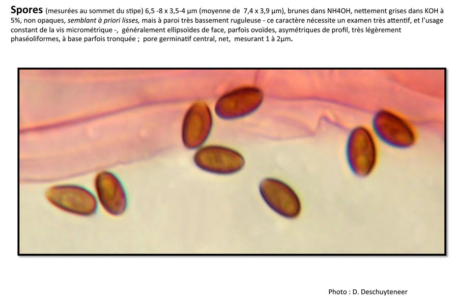 Psathyrella pseudocasca