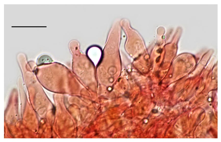 Psathyrella pseudogracilis