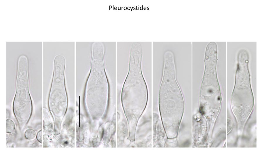 Psathyrella pseudogracilis