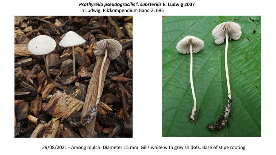 Psathyrella pseudogracilis f. substerilis