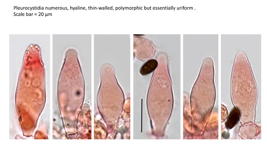 Psathyrella pseudogracilis f. substerilis