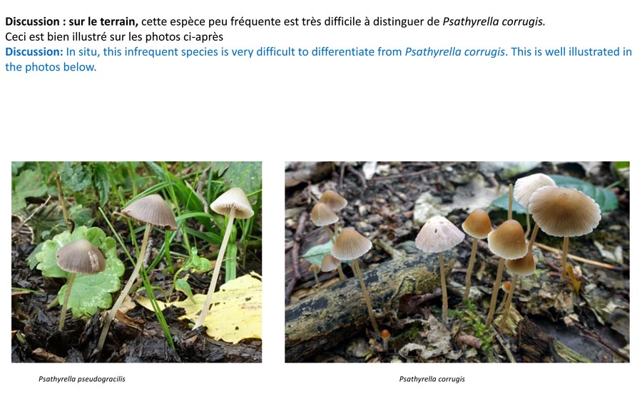 Psathyrella pseudogracilis