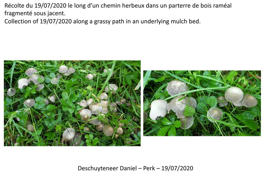 Psathyrella-pseudogracilis