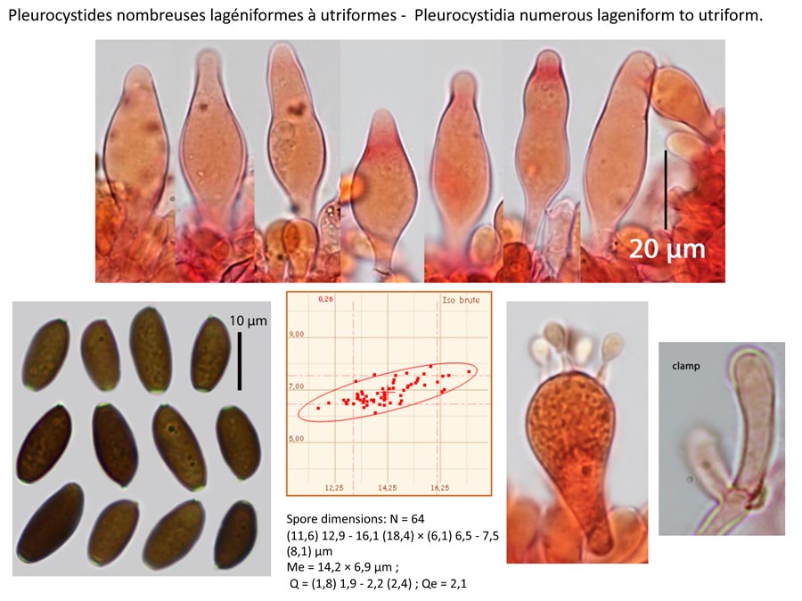 Psathyrella pseudogracilis