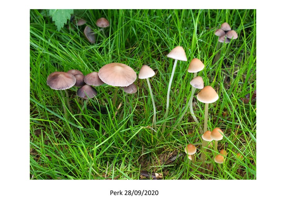 Psathyrella pseudogracilis