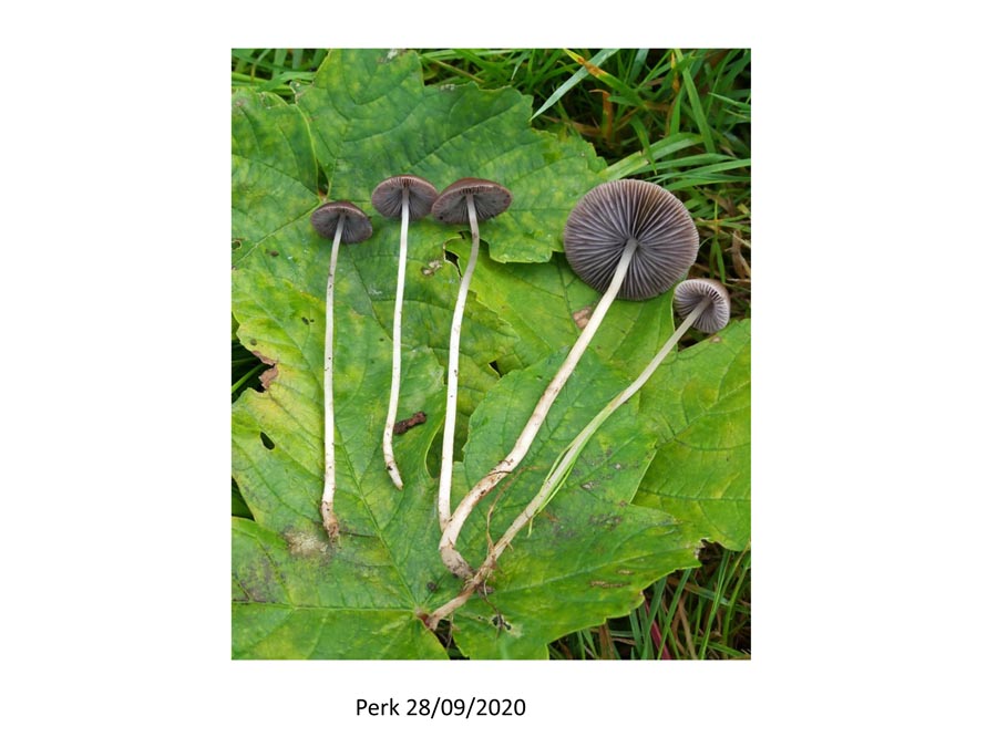 Psathyrella pseudogracilis