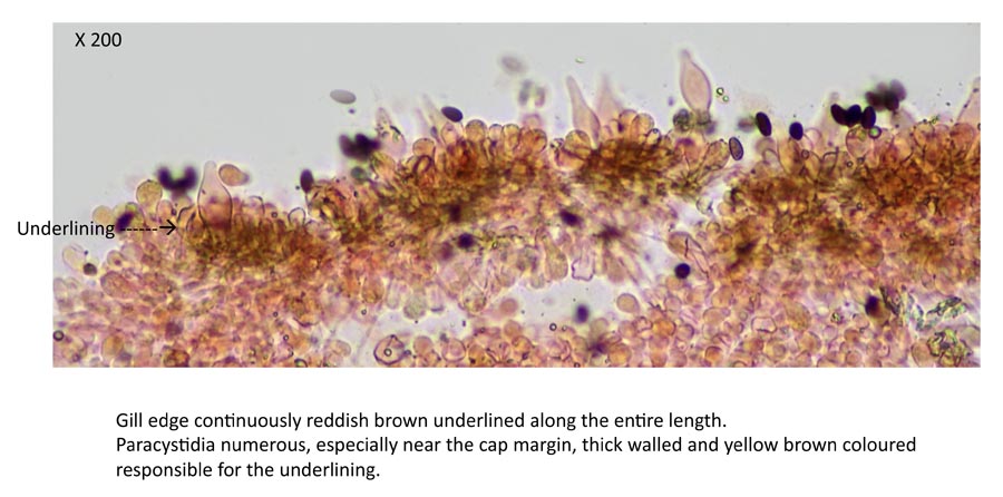 Psathyrella pseudogracilis