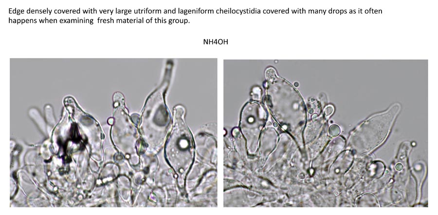 Psathyrella pseudogracilis