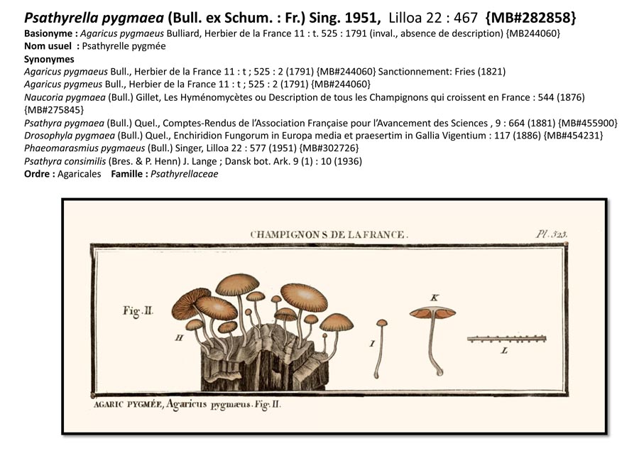 Psathyrella pygmea