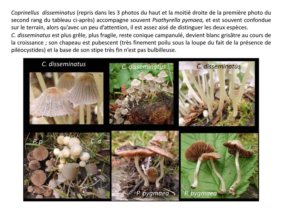 Psathyrella pygmea