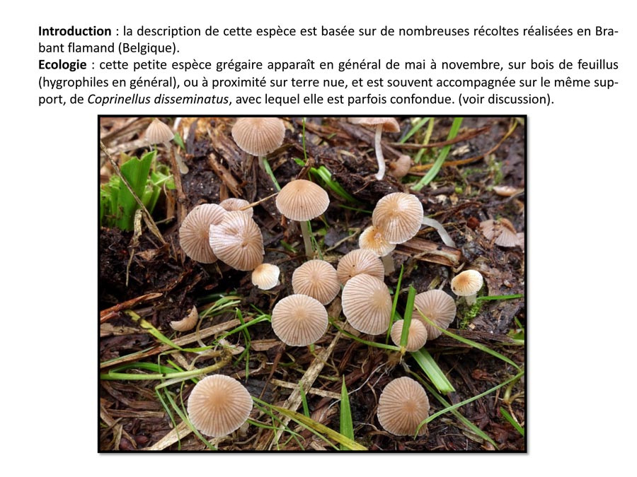 Psathyrella pygmea