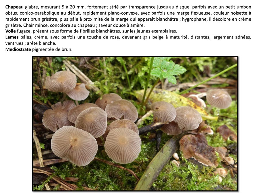 Psathyrella pygmea