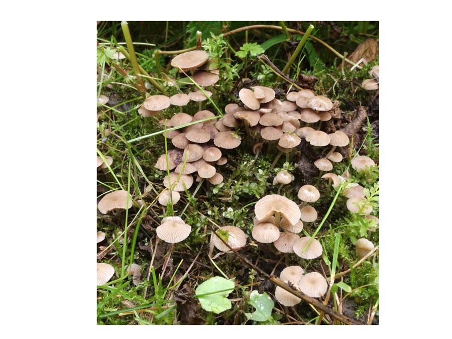 Psathyrella pygmea