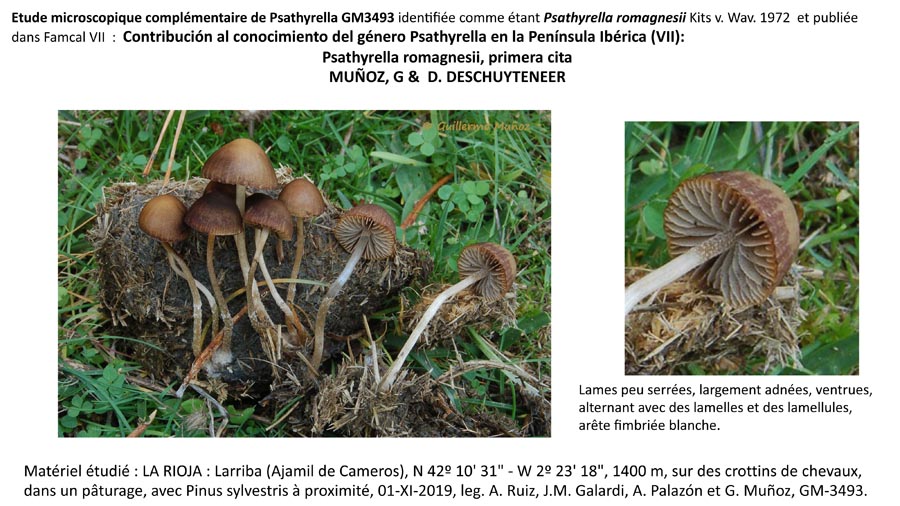 Psathyrella romagnesii