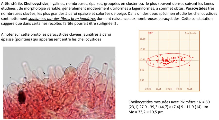 Psathyrella romagnesii