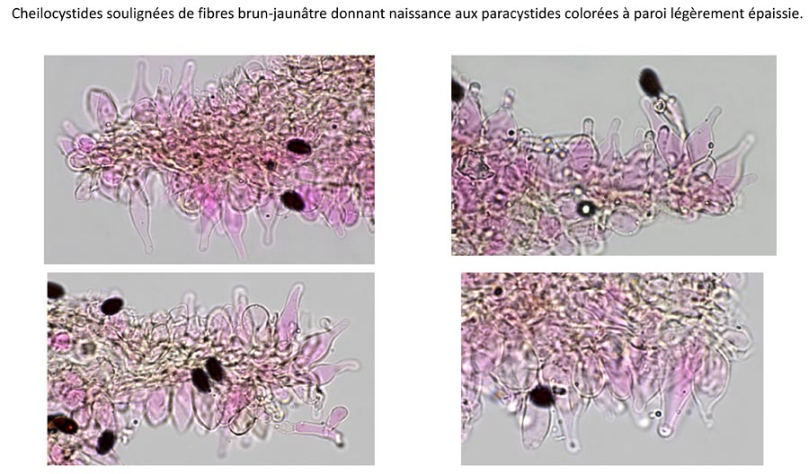 Psathyrella romagnesii