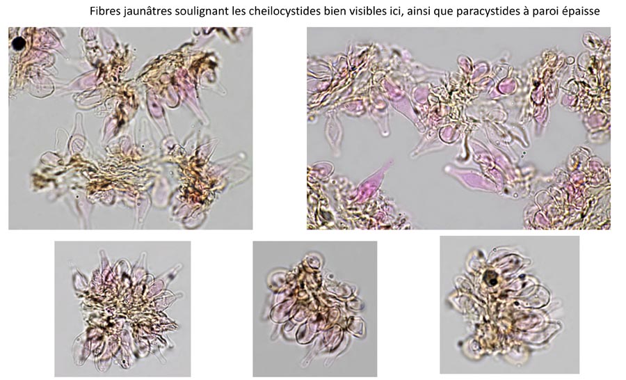 Psathyrella romagnesii