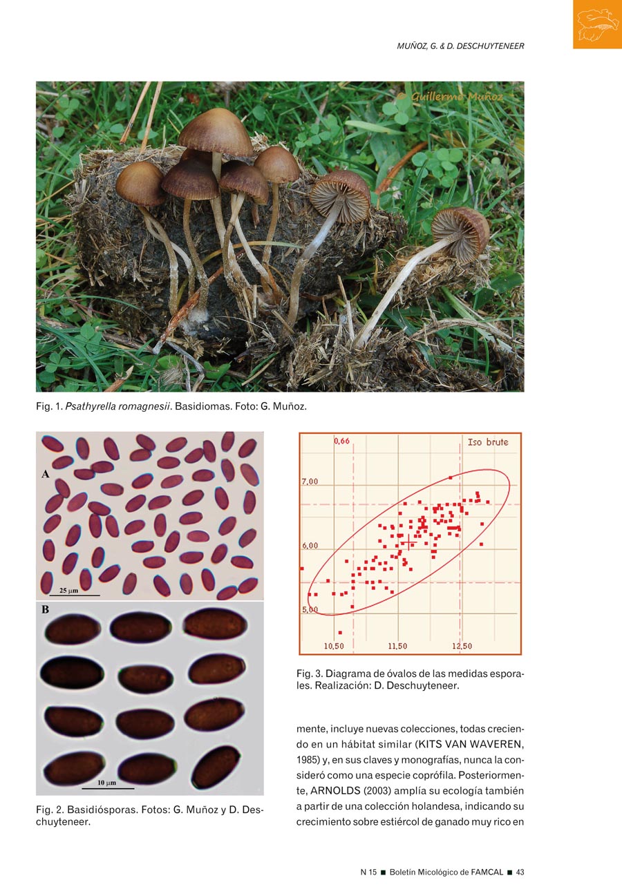 Psathyrella romagnesii