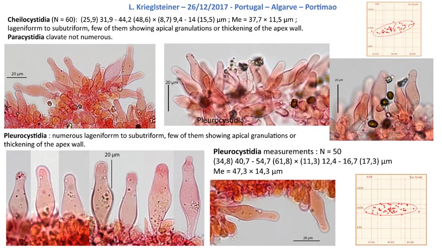 Psathyrella salina