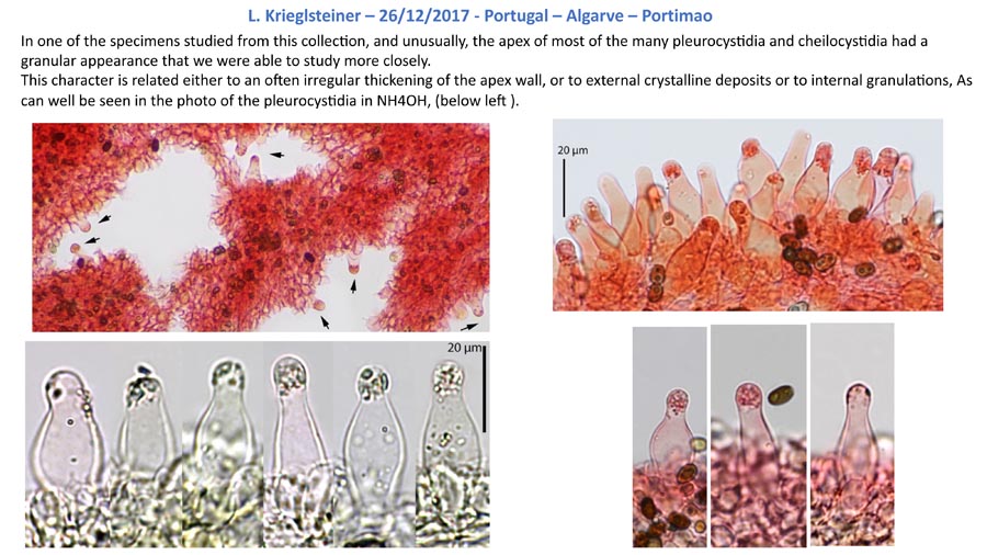 Psathyrella salina