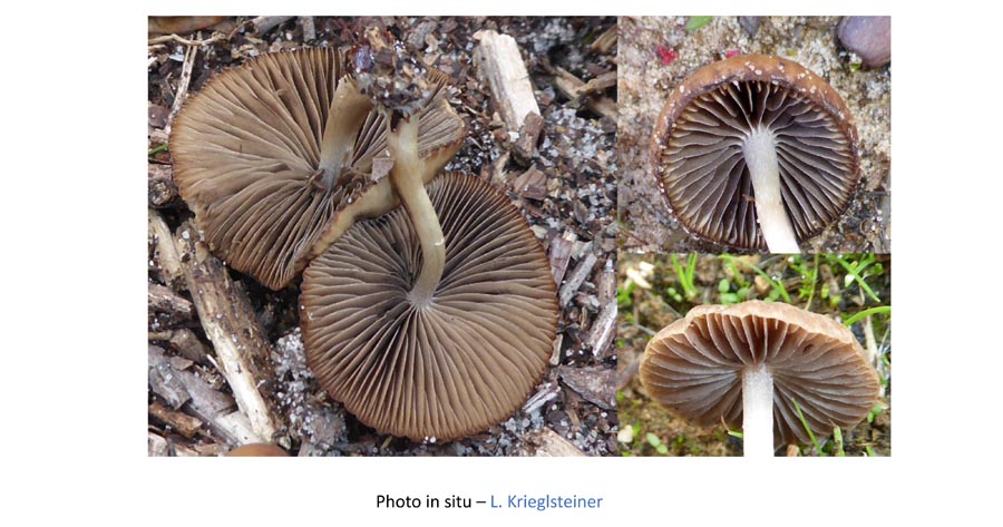 Psathyrella salina